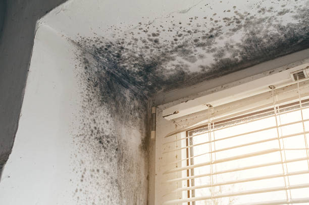 Affordable Mold Remediation solutions in Vernon Hills, IL