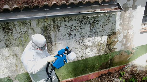 Top rated local Mold Remediation specialists in Vernon Hills, IL